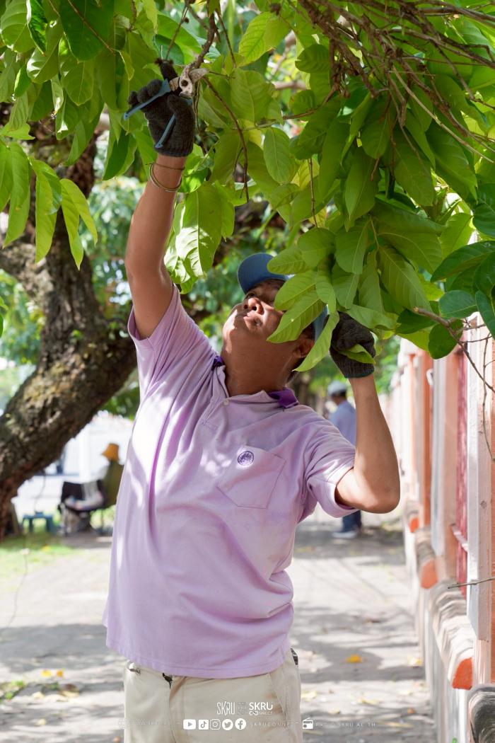 Cherry plant